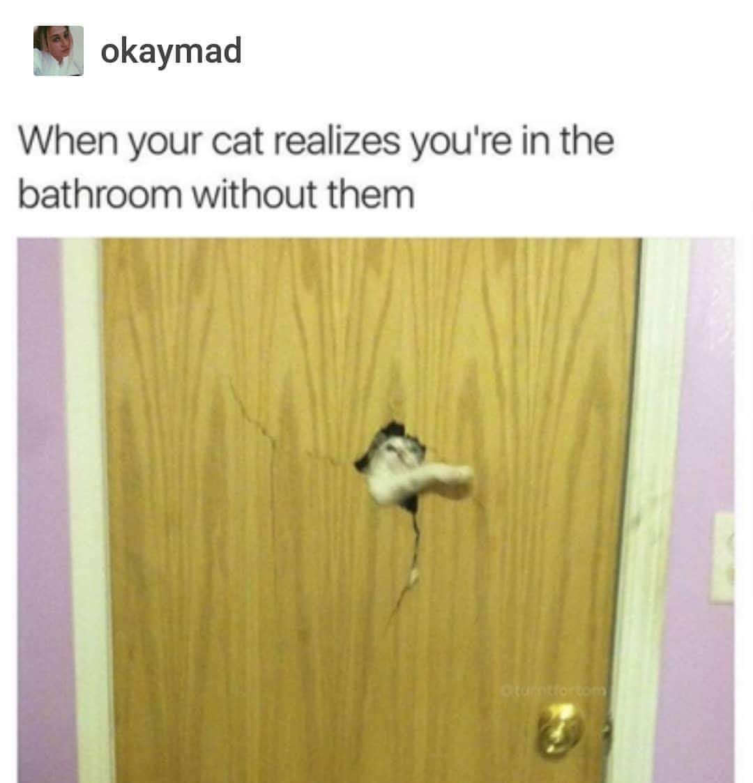 your cat realizes you re - okaymad When your cat realizes you're in the bathroom without them