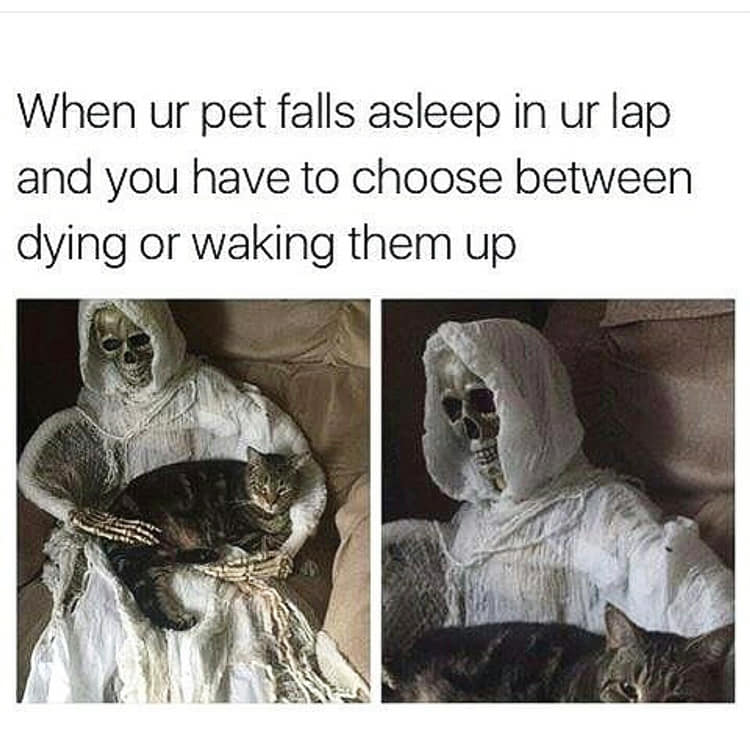 sunday meme about choosing death over waking your pet