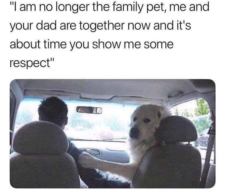 meme of how your father and i are together now dog meme - "I am no longer the family pet, me and your dad are together now and it's about time you show me some respect"