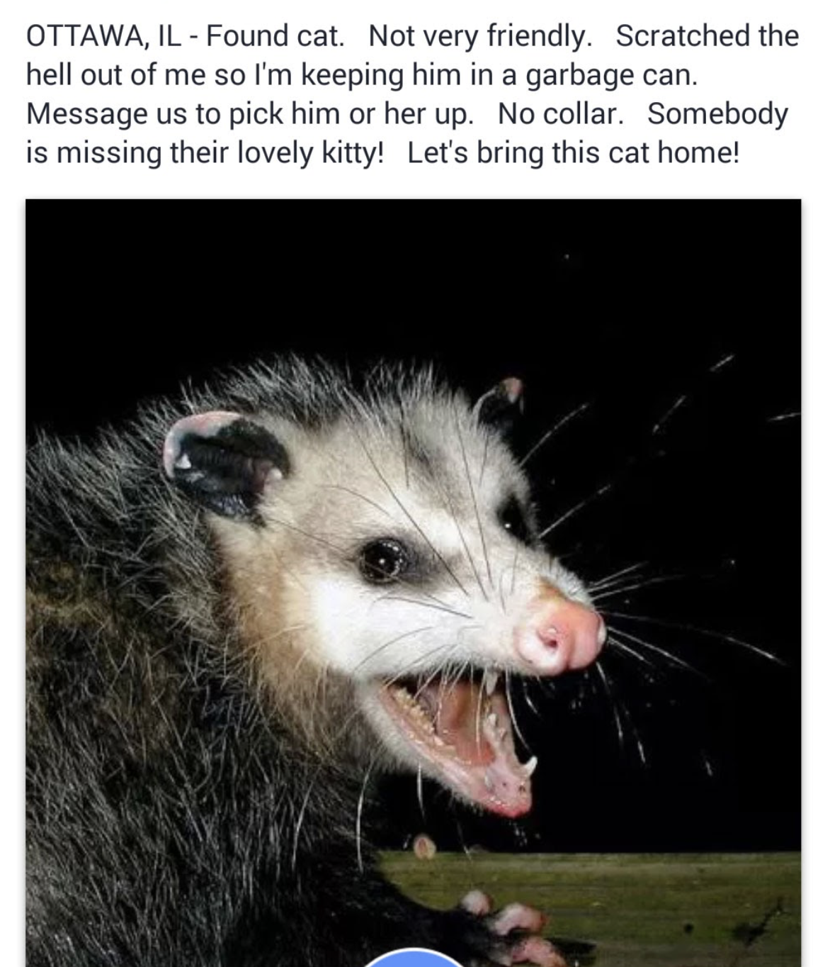 american possums - Ottawa, Il Found cat. Not very friendly. Scratched the hell out of me so I'm keeping him in a garbage can. Message us to pick him or her up. No collar. Somebody is missing their lovely kitty! Let's bring this cat home!