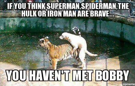 funny meme of clemson memes - If You Think Superman.Spiderman. The Hulk Or Iron Man Are Brave... You Haven'T Met Bobby zipmeme