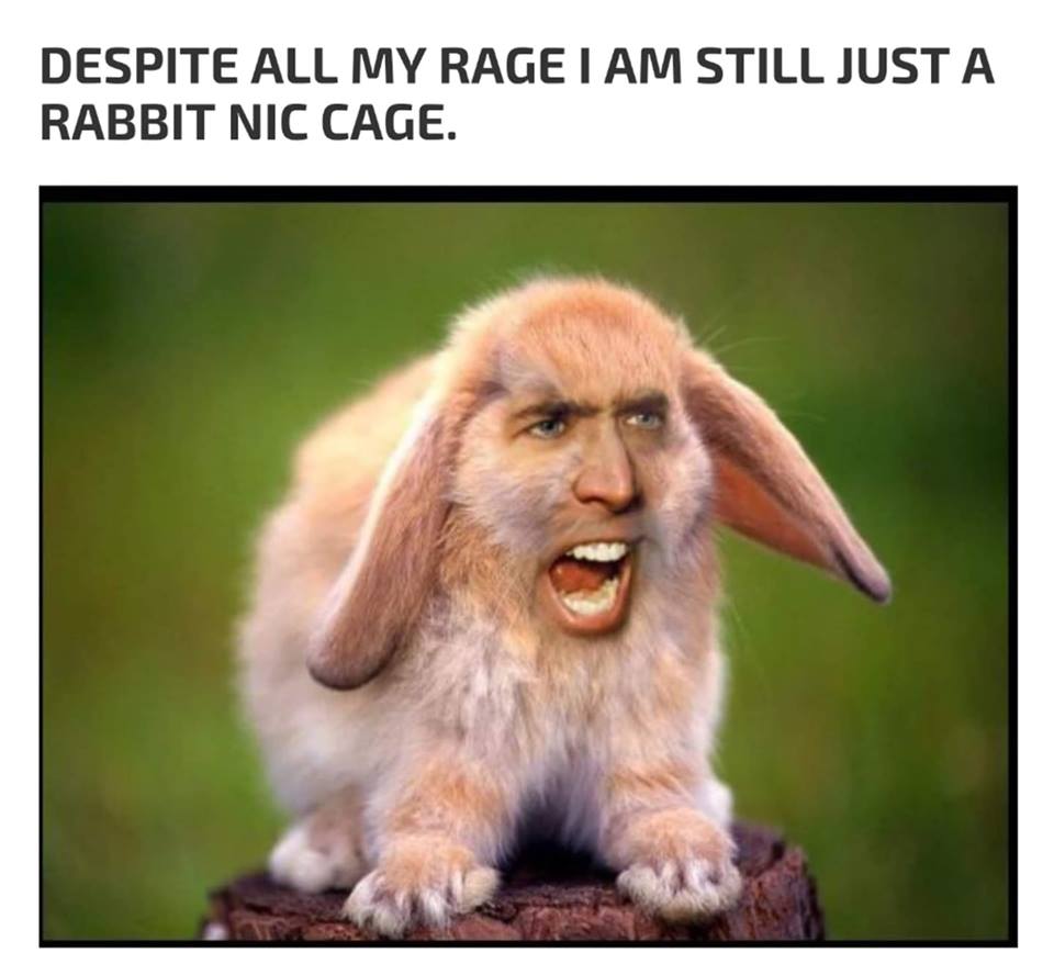 funny meme of nicholas cage memes - Despite All My Rage I Am Still Just A Rabbit Nic Cage.