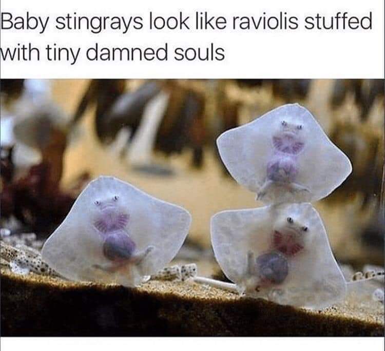 funny meme of baby stingrays look like ravioli - Baby stingrays look raviolis stuffed with tiny damned souls