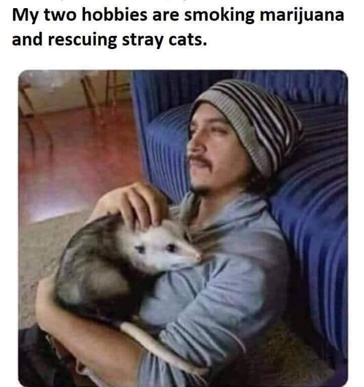 meme - my two hobbies are smoking marijuana and rescuing stray cats - My two hobbies are smoking marijuana and rescuing stray cats.