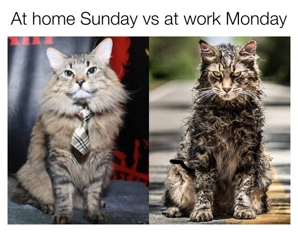 pet sematary cat - At home Sunday vs at work Monday
