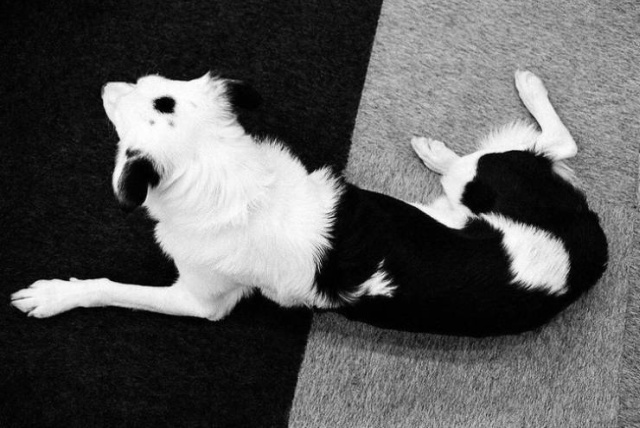awkward black and white dog