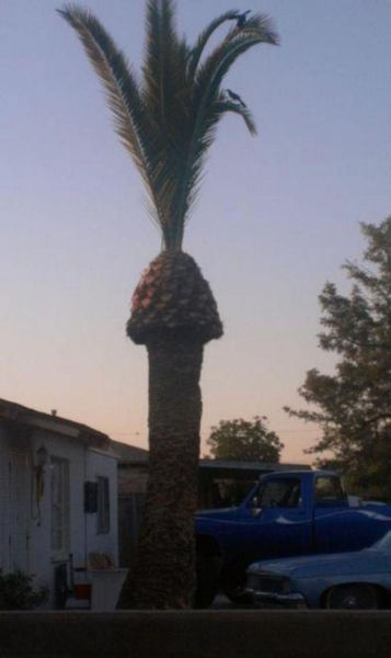 dirty pic of a date tree that looks like a penis ejaculating at sunset