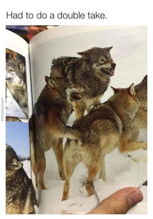 dirty pics - wolf fisting meme - Had to do a double take. Pictophile App