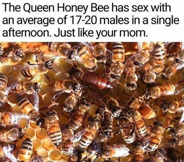dirty pics - queen honey bee meme - The Queen Honey Bee has sex with an average of 1720 males in a single afternoon. Just your mom.