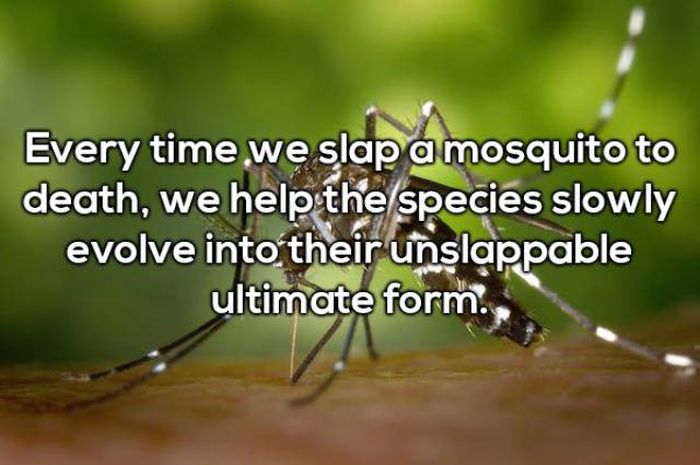 mosquito - Every time we slap a mosquito to death, we help the species slowly evolve into their unslappable ultimate form.