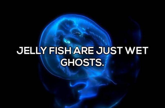 computer wallpaper - Jelly Fish Are Just Wet Ghosts.