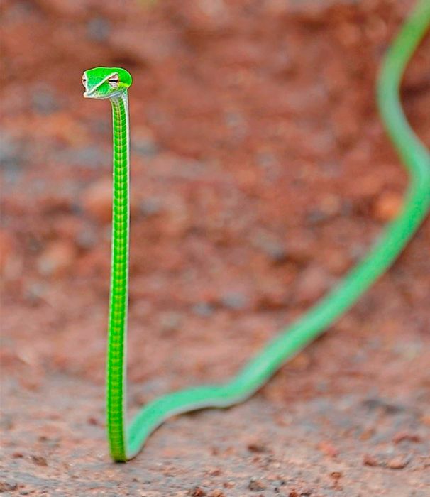 judgemental shoelace snake