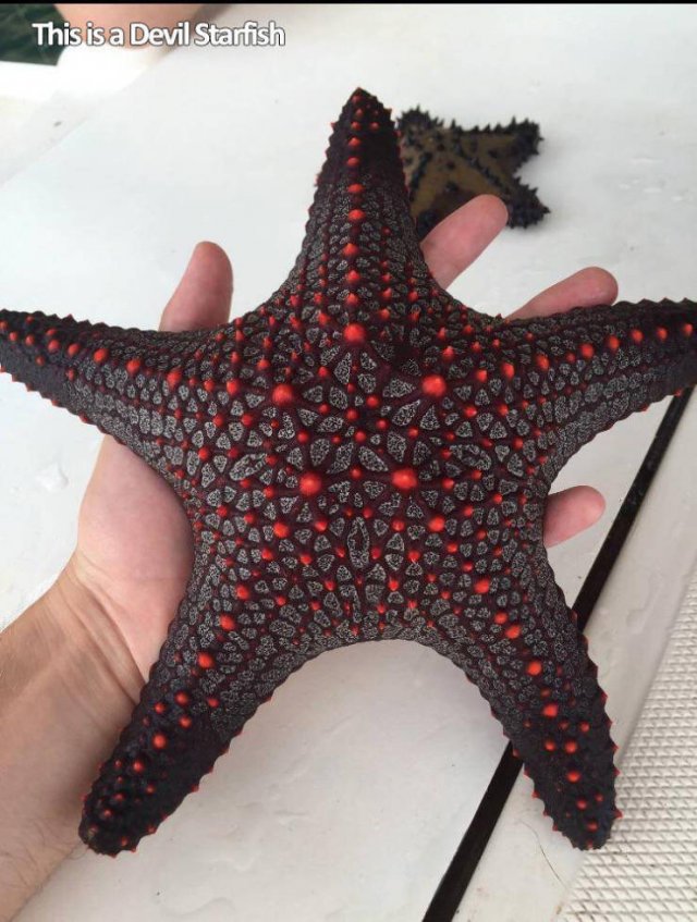 devil starfish - This is a Devil Starfish 405 30