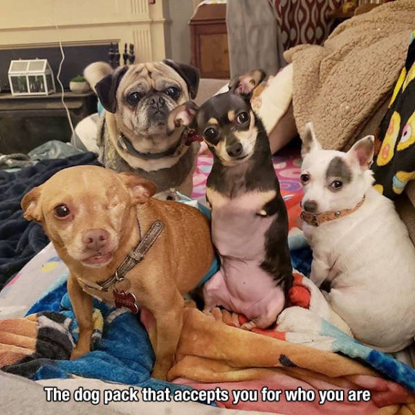 photo caption - 2 The dog pack that accepts you for who you are