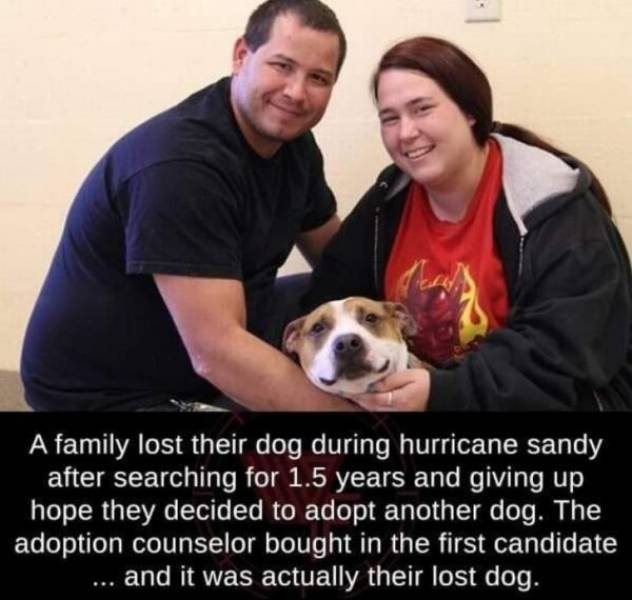 Dog - A family lost their dog during hurricane sandy after searching for 1.5 years and giving up hope they decided to adopt another dog. The adoption counselor bought in the first candidate ... and it was actually their lost dog.