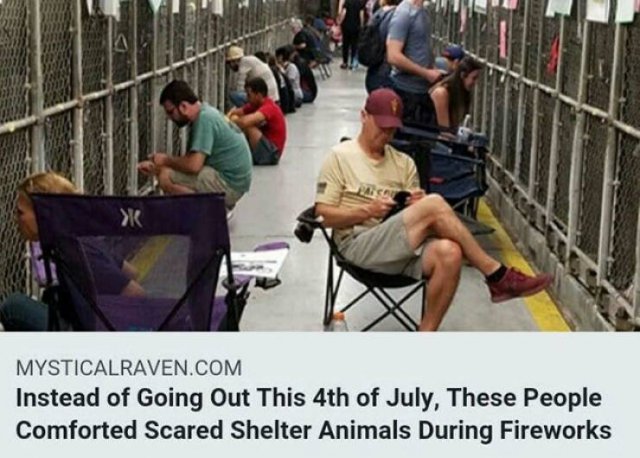 people comfort shelter animals during fireworks - Mysticalraven.Com Instead of Going Out This 4th of July, These People Comforted Scared Shelter Animals During Fireworks