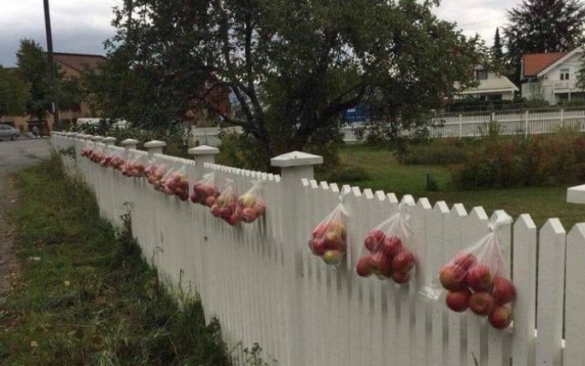 norway apples on fence
