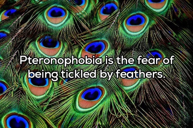 peacock feather - Pteronophobia is the fear of X being tickled by feathers. In