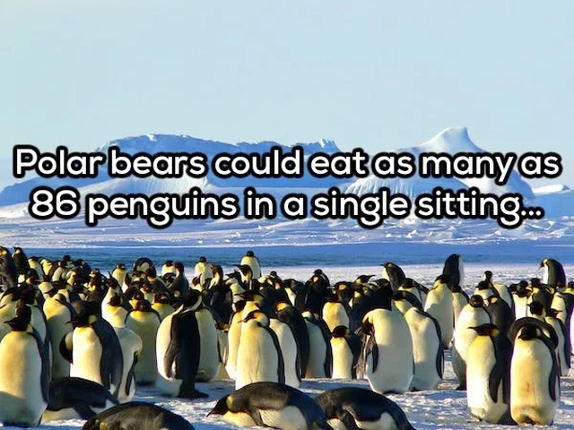 antarctica vacation - Polar bears could eat as many as 86 penguins in a single sitting...