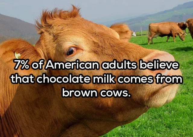 cow up close - 7% of American adults believe that chocolate milk comes from brown cows.