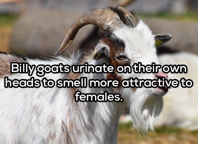 Billy goats urinate on their own heads to smell more attractive to females.