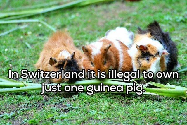 much are guinea pigs - In Switzerland it is illegal to own just one guinea pig