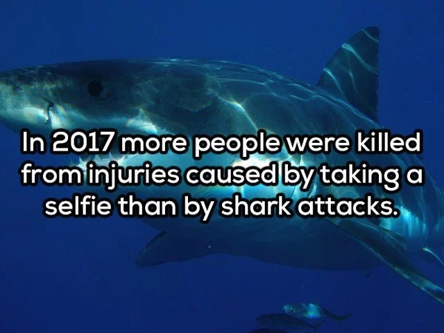 carcharodon carcharias - In 2017 more people were killed from injuries caused by taking a selfie than by shark attacks.