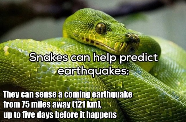 insect eating snakes - Snakes can help predict earthquakes They can sense a coming earthquake from 75 miles away 121 km, up to five days before it happens