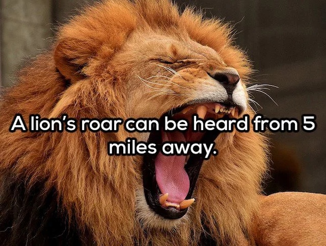 yawning lion - A lion's roar can be heard from 5 miles away.