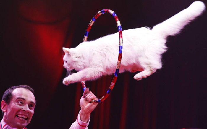 cat jumping through hoop