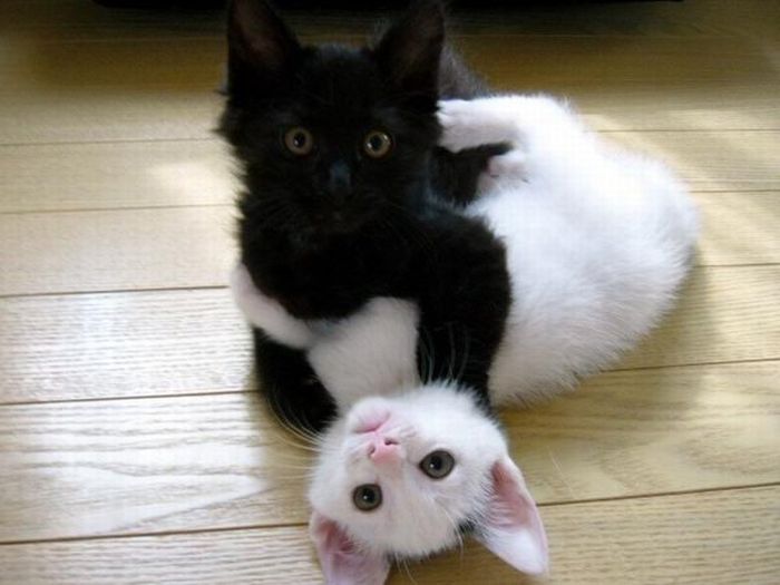 black cat and white cat