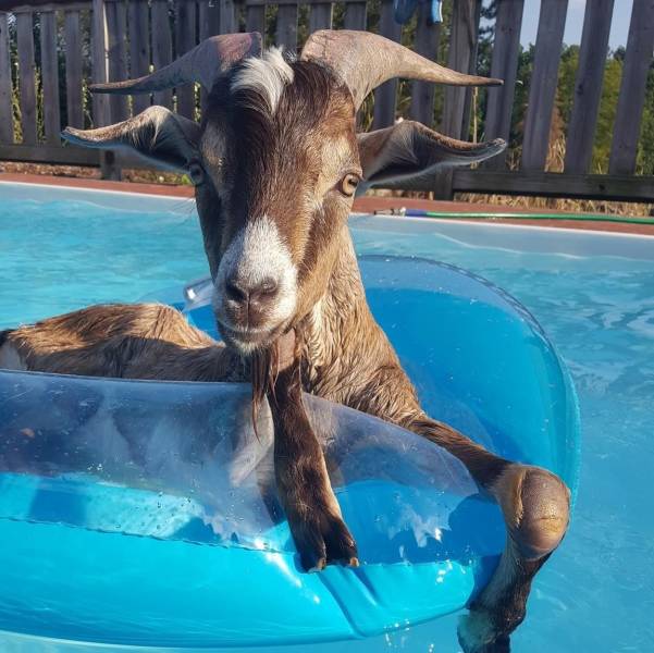 goat in swimming pool