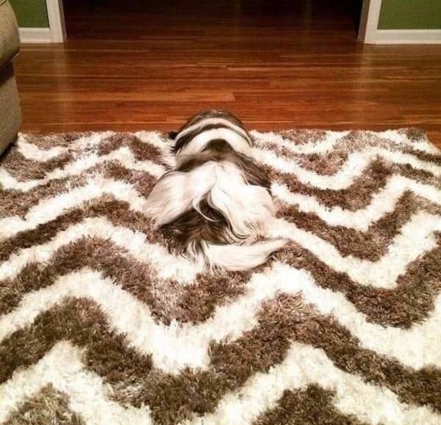 camouflage dogs
