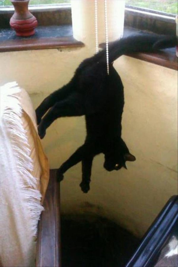 cats stuck in things