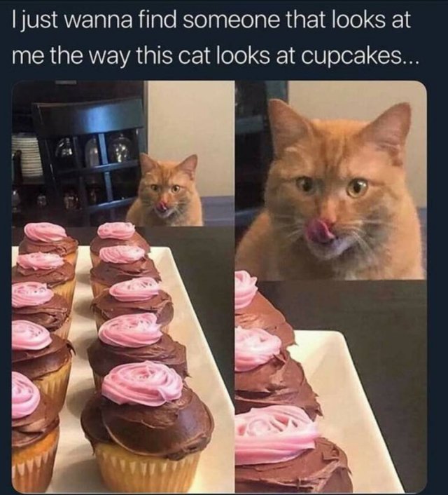 cat and cupcakes meme - I just wanna find someone that looks at me the way this cat looks at cupcakes...