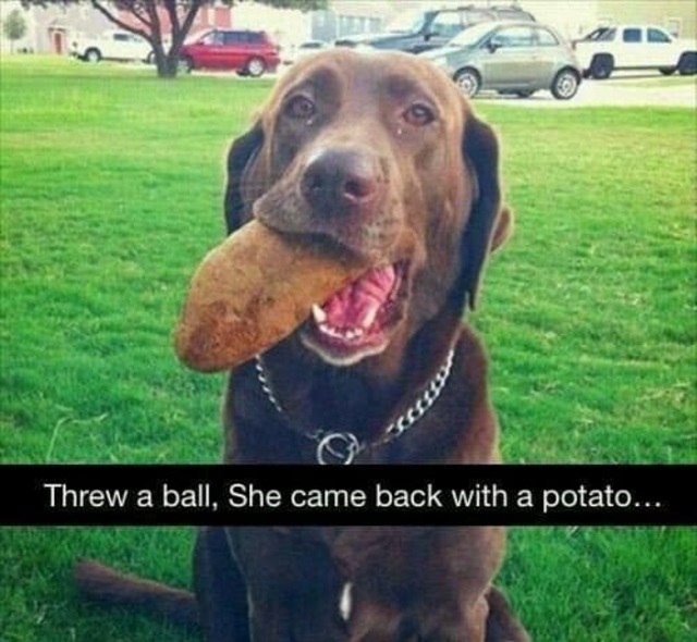 dumb dog - Threw a ball, She came back with a potato...