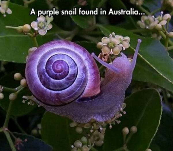 purple snail - A purple snail found in Australia...