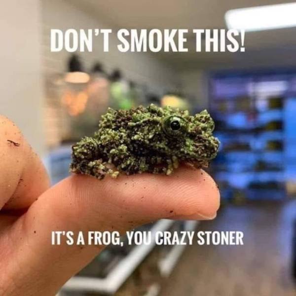 frog that looks like weed - Don'T Smoke This! It'S A Frog, You Crazy Stoner