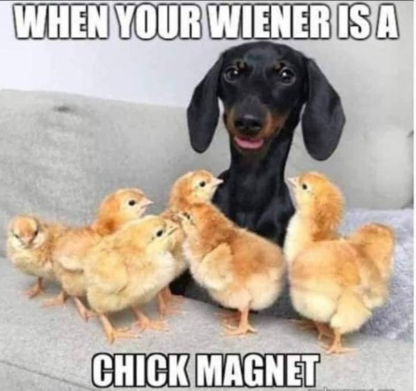 weiner is a chick magnet - When Your Wiener Is A Chick Magnet