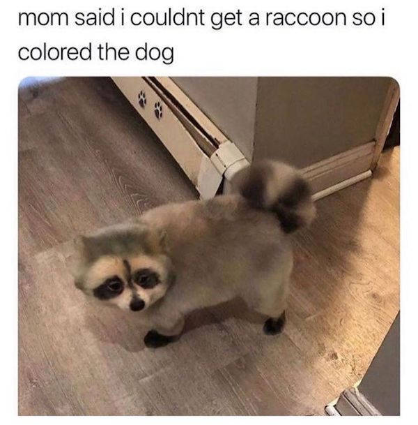 racoon dog meme - mom said i couldnt get a raccoon so i colored the dog