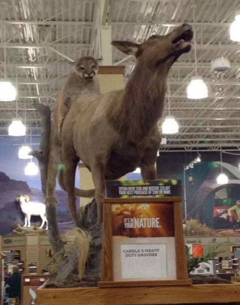 spicy memes - De Nature Clasheavy - mountain lion mounting elk