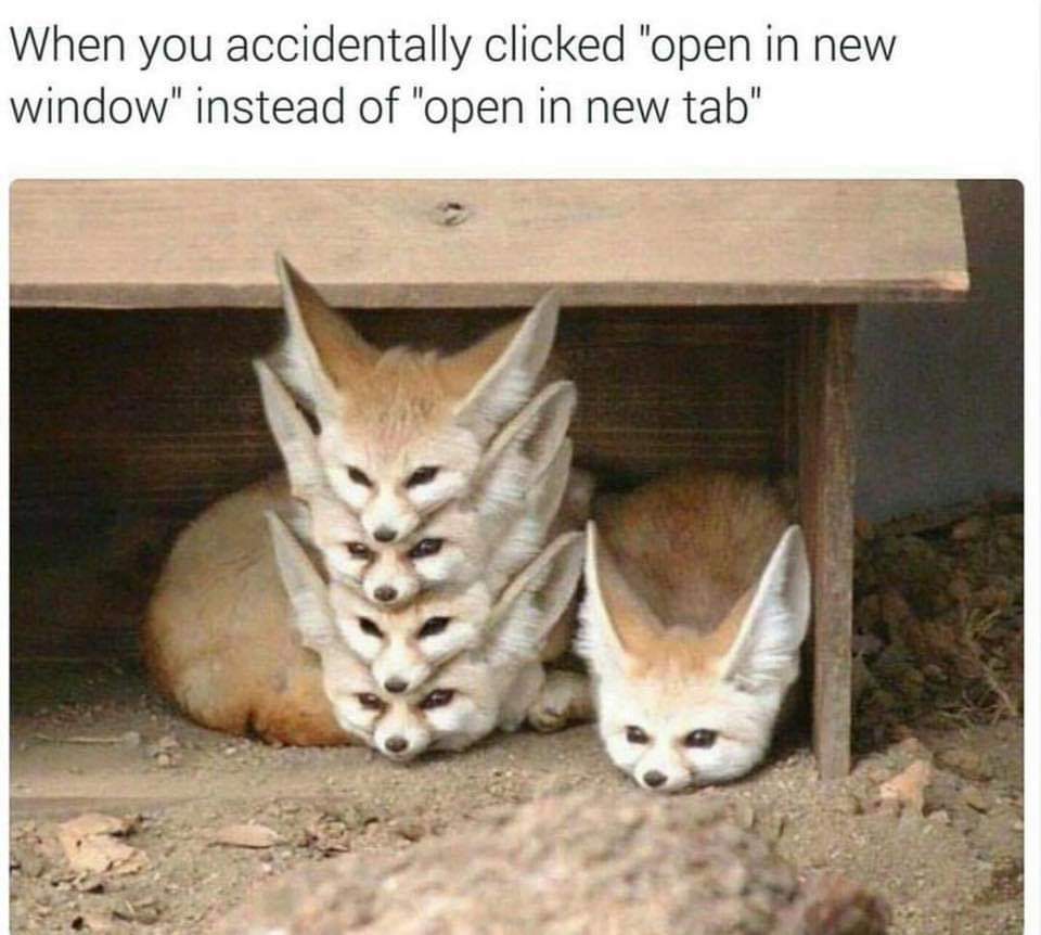 funny fennec fox memes - When you accidentally clicked "open in new window" instead of "open in new tab"