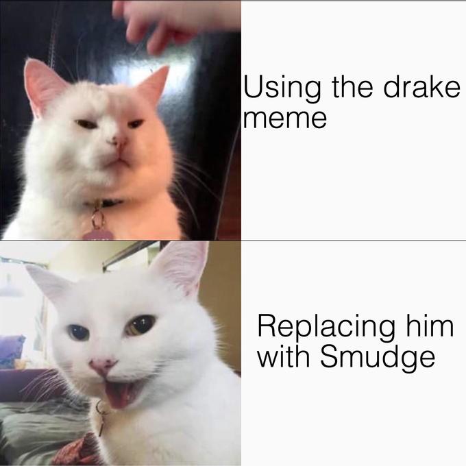 smudge cat - Using the drake meme Replacing him with Smudge