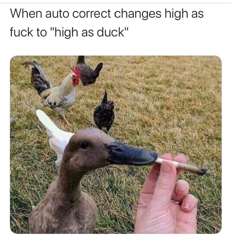 high as duck - When auto correct changes high as fuck to "high as duck"