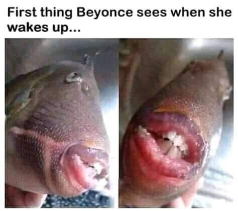 jay z fish meme - First thing Beyonce sees when she wakes up...