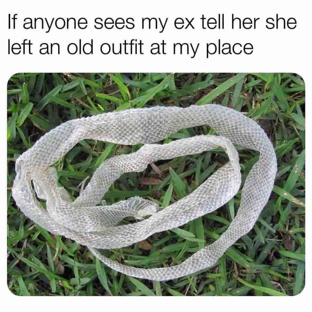 snake sheds skin - If anyone sees my ex tell her she left an old outfit at my place