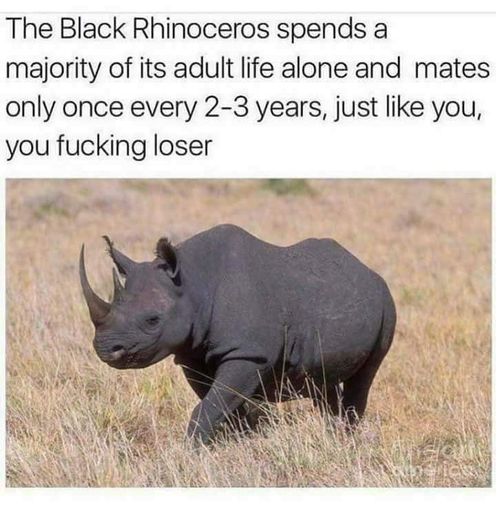 black rhino meme - The Black Rhinoceros spends a majority of its adult life alone and mates only once every 23 years, just you, you fucking loser