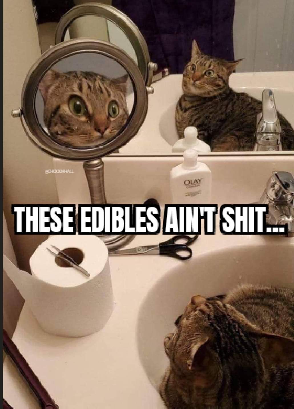 dark memes - edgy memes - roscoe the cat - These Edibles Aint .