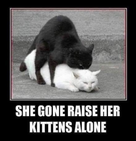 photo caption - She Gone Raise Her Kittens Alone