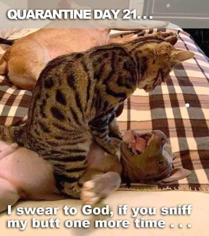 cat & dog quaremtine memes - Quarantine Day 21... I swear to God, if you sniff my butt one more time con